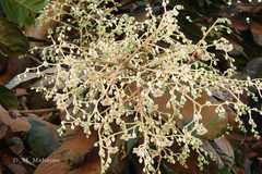 Vateria indica